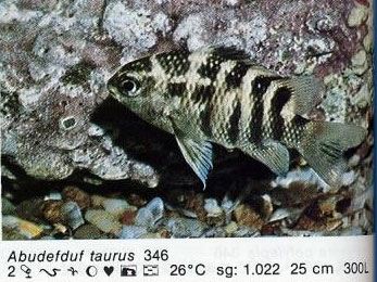Abudefduf taurus